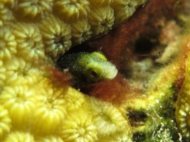 6 Spinyhead Blenny IMG 4042